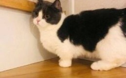 【شياو تشان】 القصص اليومية الممتعة لـ شياو جينغ غواو!