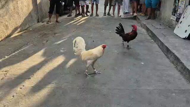 Tupada! lusot puti natin.