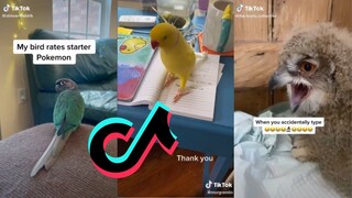 TikToks but they have feathers - Bird side of TikTok Compilation #4