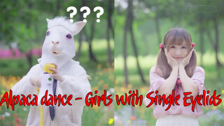 Alpaca dance - Girls with Single Eyelids