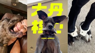 只是一些大丹犬‼️