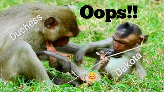 Oops!! WHAT IS MONKEY DUCHESS DOING ON  BABY DAKOTA, BEST GROOMING FOR BABY MONKEY DAKOTA