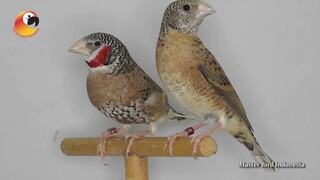 Tau NGGAK?? burung Cut Throat Finch