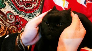 怎么证明你是一名资深找猫大神？