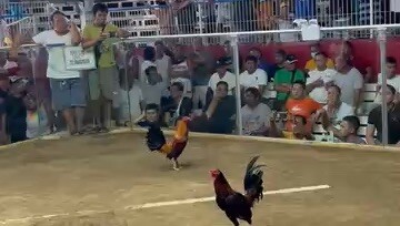 Abucay, 2hits 1st fight Pula 3 times winner, Win 5/1/26