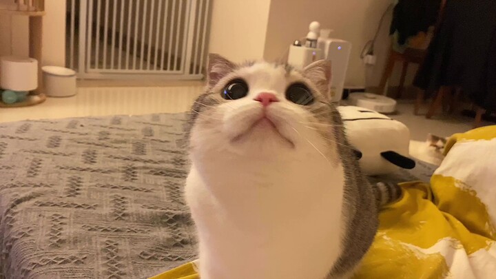 Waktu Bermain Kucing Mimi