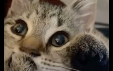 Meow: Para gadis bilang ini terlalu bagus!