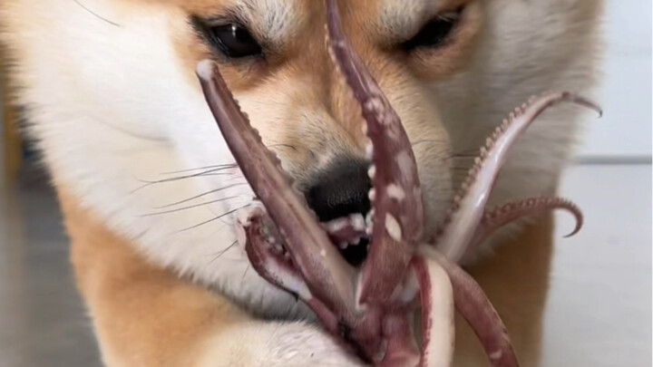 Xiao Bagga loves eating Gengjiujiu’s squid tentacles.