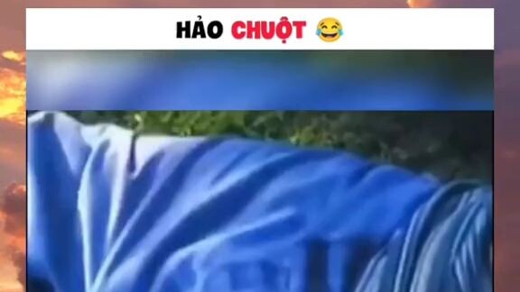 hảo chuột🤣🤣