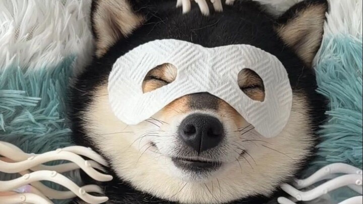 Puppy SPA Helps You Fall Asleep