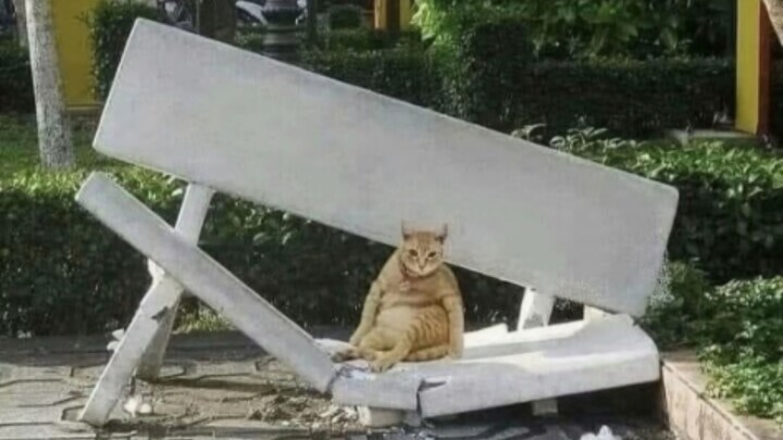 Mèo con cố tình ngồi làm hỏng ghế dài trong công viên