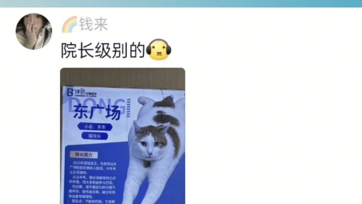 Sudah terselamatkan, ini Direktur Kucing! Jabatan Mi Mi ternyata cukup tinggi juga～