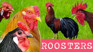 DIVERSITY OF CHICKENS:  65 different breeds of chickens - Comparison with crowing roosters examples