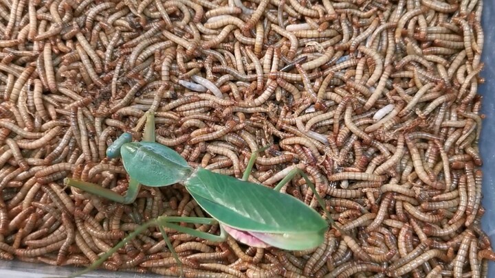 Hổ giữa bầy cừu