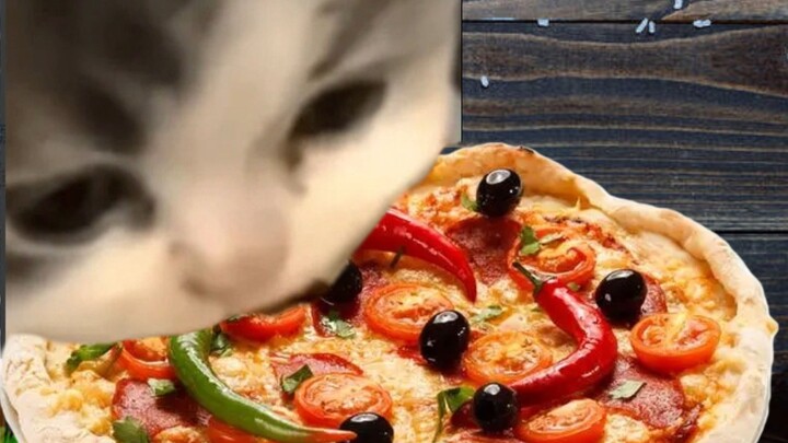 Kucing kecil makan pizza sampai pusing karena pedas