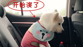 Tuan akan bepergian jauh, Samoyed menampilkan pertunjukan penuh kasih sayang, takut kami tidak memba