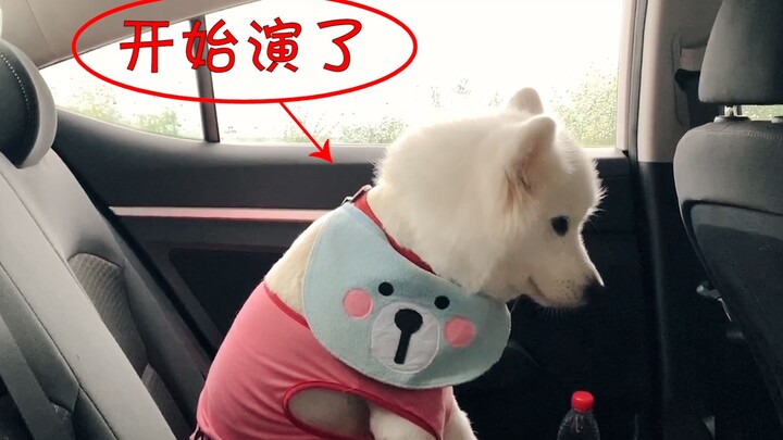 Tuan akan bepergian jauh, Samoyed menampilkan pertunjukan penuh kasih sayang, takut kami tidak memba