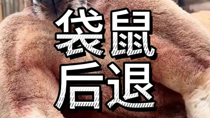 Why can’t kangaroos walk backward? Can kangaroos swim?