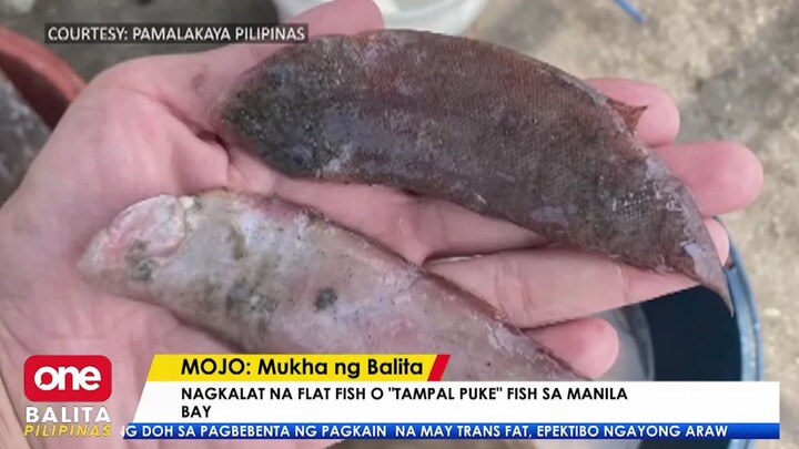 Viral Video na balita panuorin niyo maganda to. wag lang kayo matatawa sa pangalan ng isda.