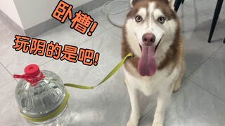 Trying to leash a husky with just a bottle of water...