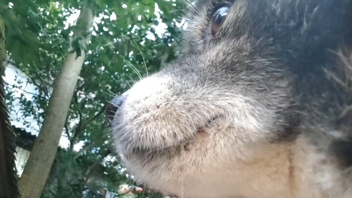 يا جرو الصغير، امسحني بلطفٍ جيدٍ!