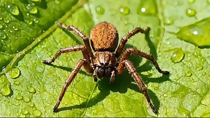 A ARANHA QUE CONSEGUE PERCEBER A ELETRICIDADE