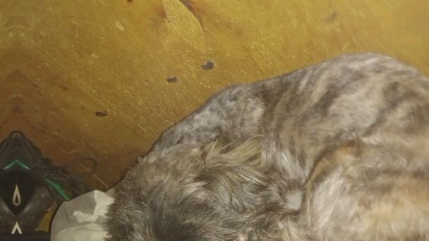 trying genshin impavt avatar for my shihtzu haha