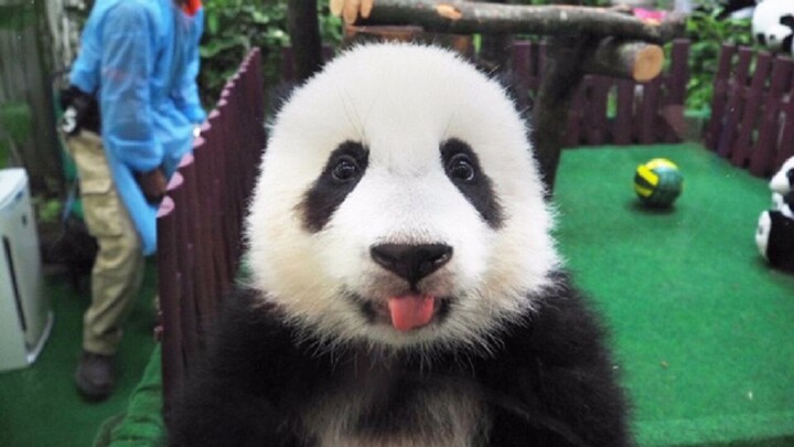 [Animals]Reports on the panda Nuannuan's younger sister in Malaysia