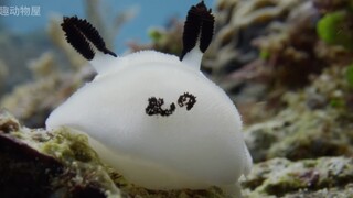 Have you ever seen rabbits in the sea?