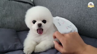 chú cún con cute pongki và rudy cực kỳ dễ thương - Phần 4