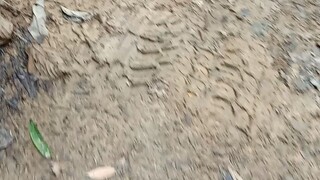 hai