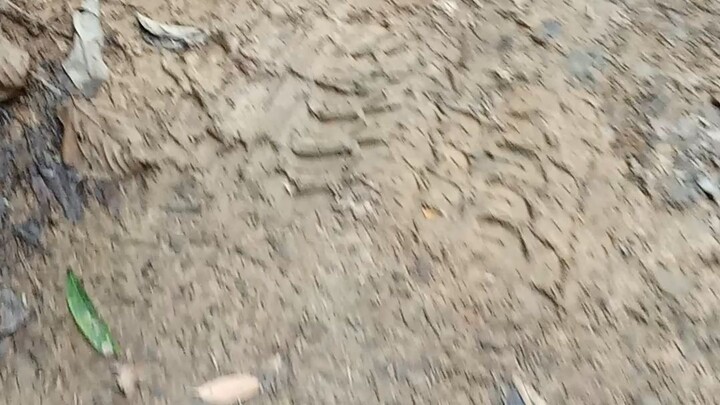 hai