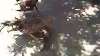bulik vs lemon x gwafo
