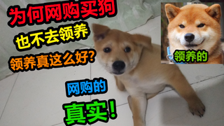 为何就算去花850网购买狗，也不去救助站免费领养一只狗，结果太真实了