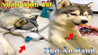 Thú Cưng TV | Ngáo Và Ngơ #9 | chó thông minh vui nhộn | funny cute smart dog pets | dương kc