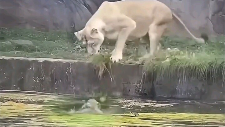 animals baby vs cat baby #animals #fyp #foryouclips47 #wildanimals #growaccount #newaccount #follow