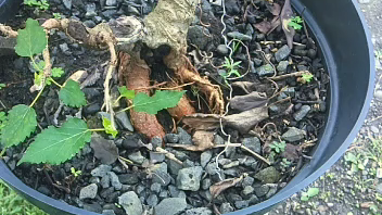 bonsai murberi