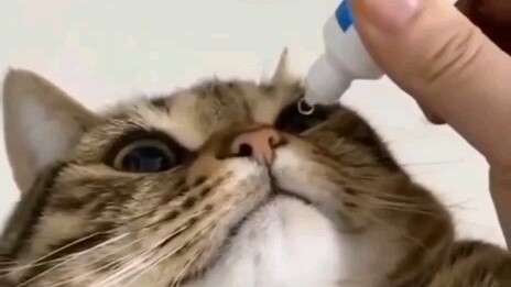 The little kitten is so well-behaved and extremely cute!