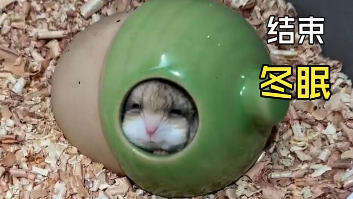 Awkward Moments of Animals!