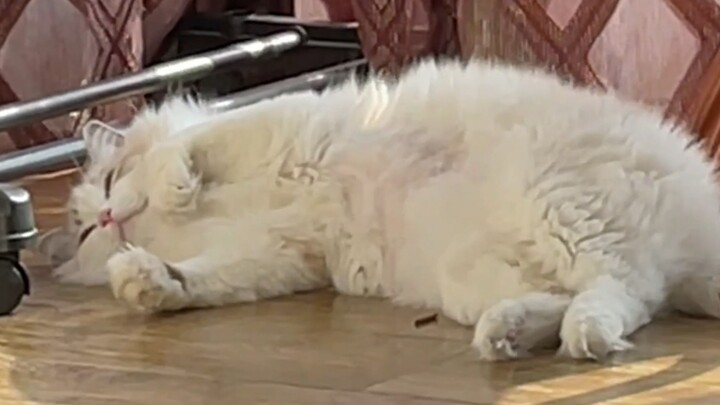 Envy that kittens don’t have Mondays.
