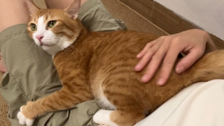 Mengapa kucing jatuh setelah melangkah dua langkah?