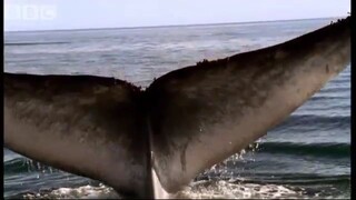 Blue Whale - Blue Planet - BBC wildlife