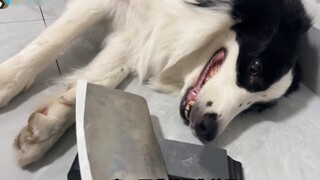 Sharpening a knife in front of a Husky and sharpening a knife in front of a Border Collie, the diffe