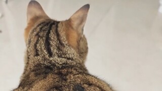 Aku akan mati tertawa