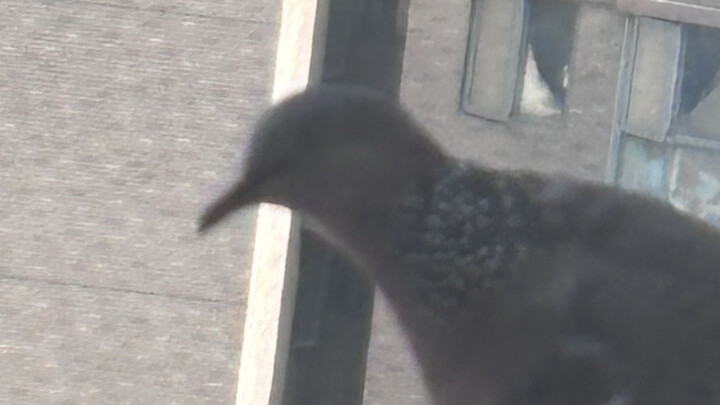 تم تصوير تدريب الحمامة!!! تم تصوير تدريب الحمامة!!! تم تصوير تدريب الحمامة!!!