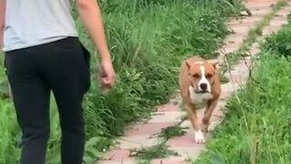 人：狗不会咬人吧 狗：人不会打狗吧