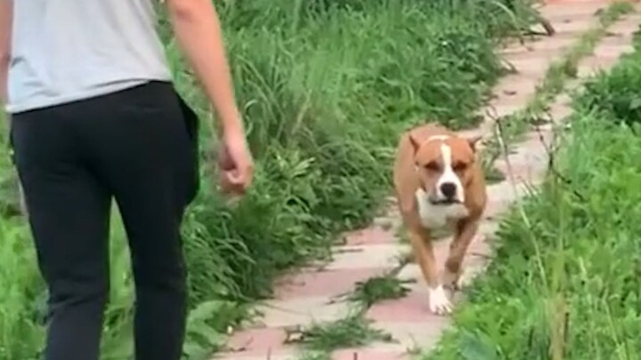 Orang: Anjing tidak bisa menggigit orang kan?Anjing: Orang tidak bisa memukul anjing, kan?