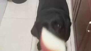 Fancy eating puppies#Poor ghosts raising dogs#Labrador Jerry#When you have a greedy puppy#Black tras