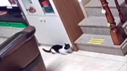 น้องแมวสุดน่ารักอยากเซอร์ไพรส์คุณ