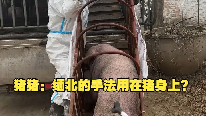 Zhu Zhu: Teknik dari Myanmar Utara dipakai pada babi?